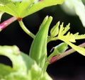 Baby Okra / LadyÃ¢â¬â¢s finger Fresh growing uncut on plant